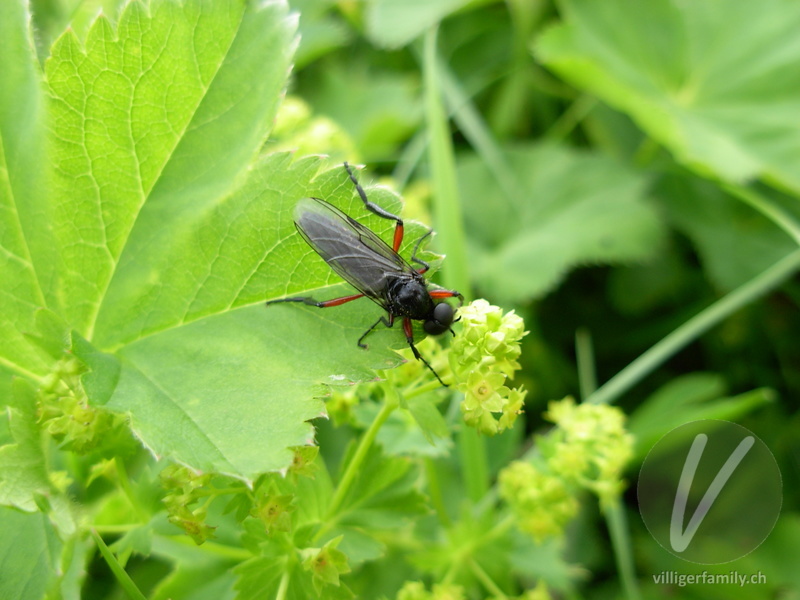 Haarmücke (Bibio varipes): Übersicht